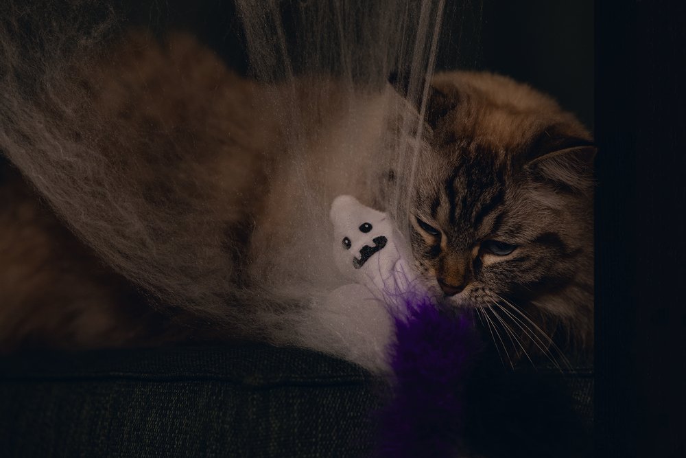 Hengel kat halloween