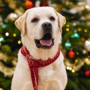 Uitjes met je hond tijdens de kerstvakantie!