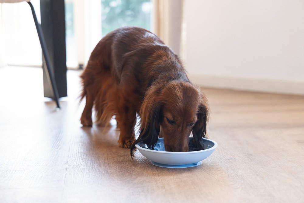 Likmat hond Likmat hond