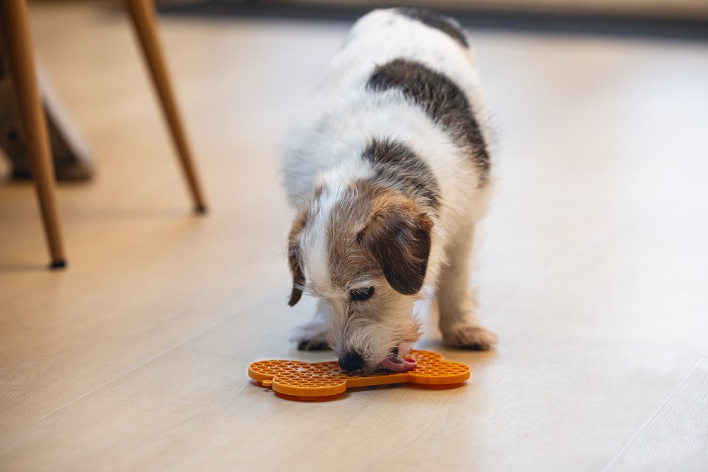 Likmat hond Likmat hond