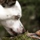 Pas op voor naaktslakken: Bescherm je hond!
