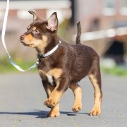 Alles wat je moet weten over een puppycursus